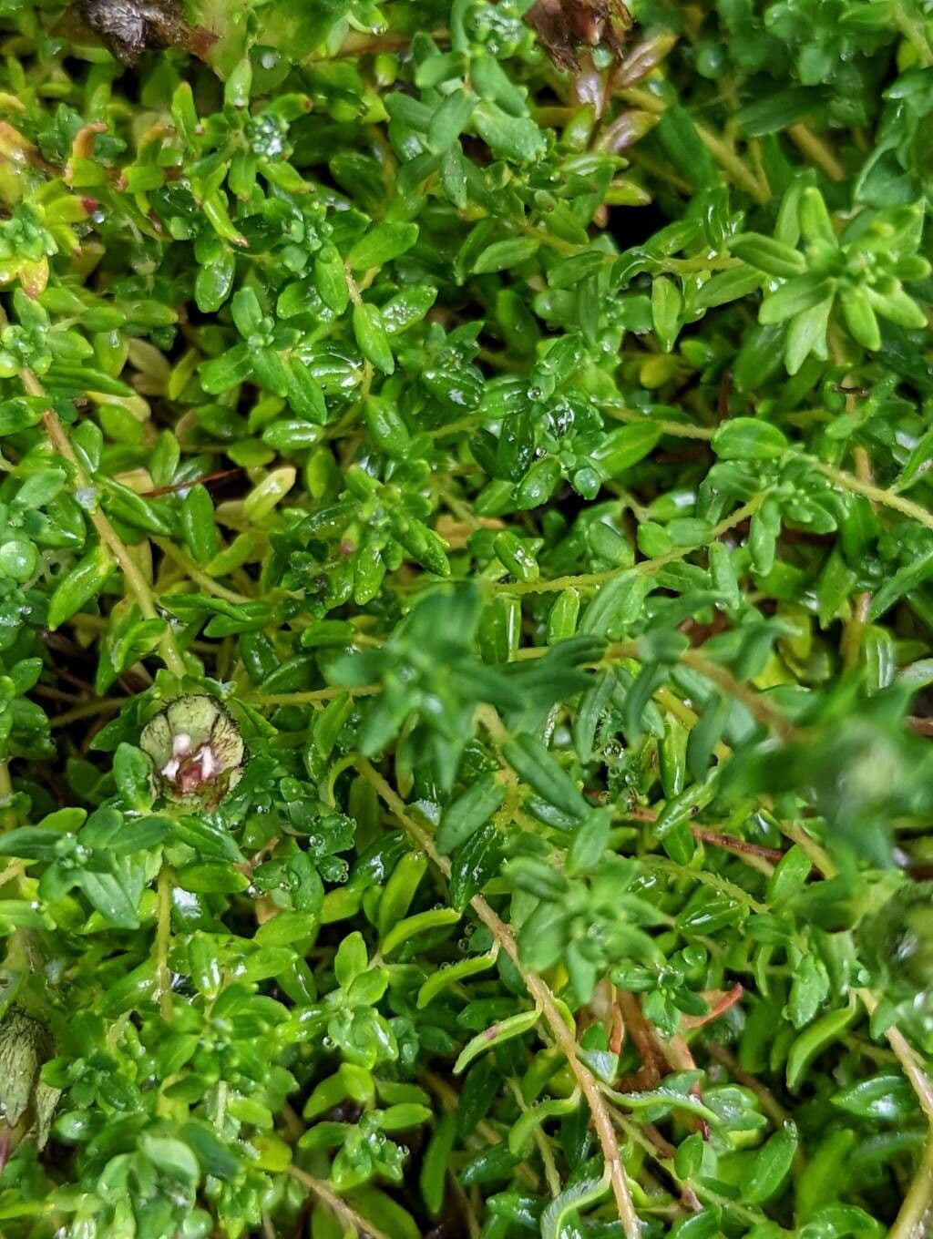 Cyananthus 13