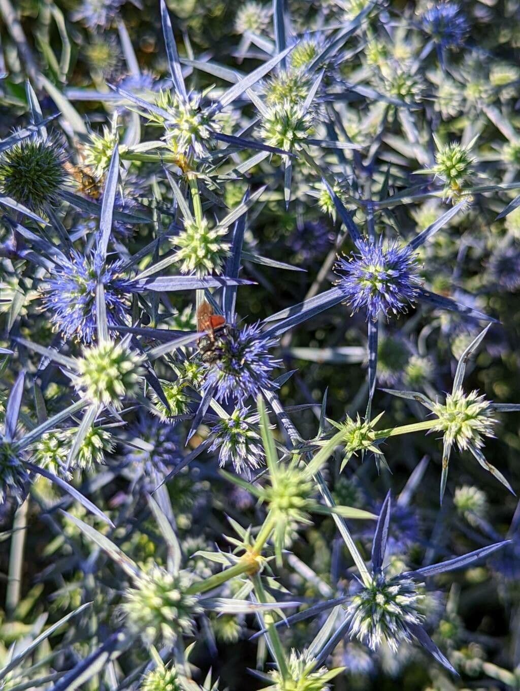 Panicaut 2
