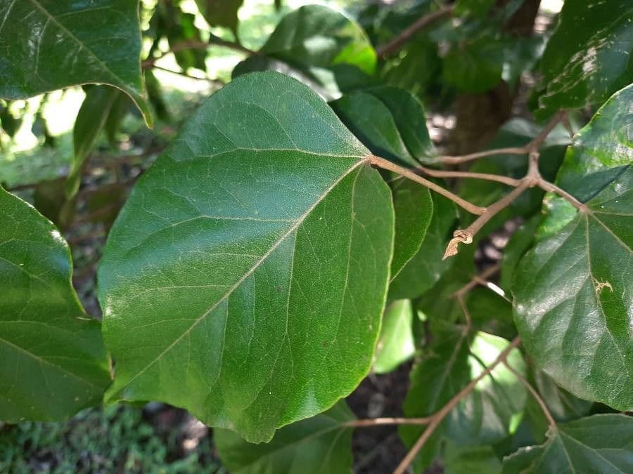 Croton 6