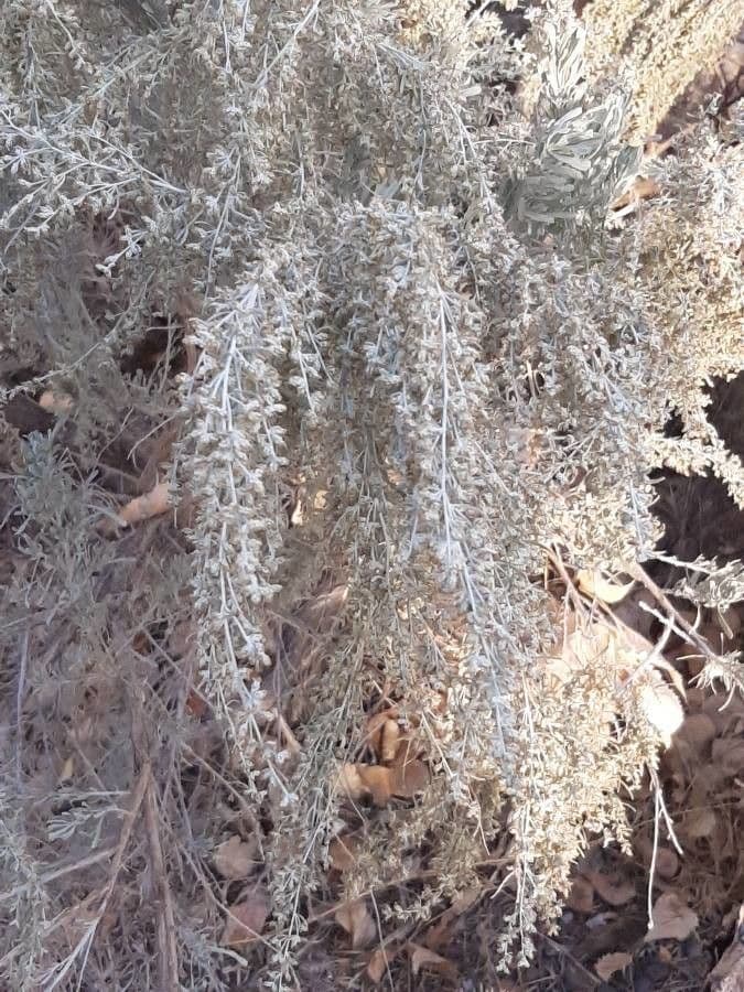 Artemisia tridentata 7