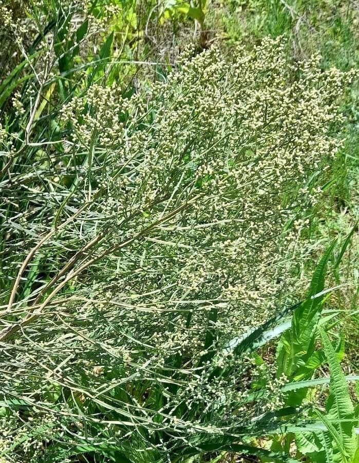 Baccharis 5