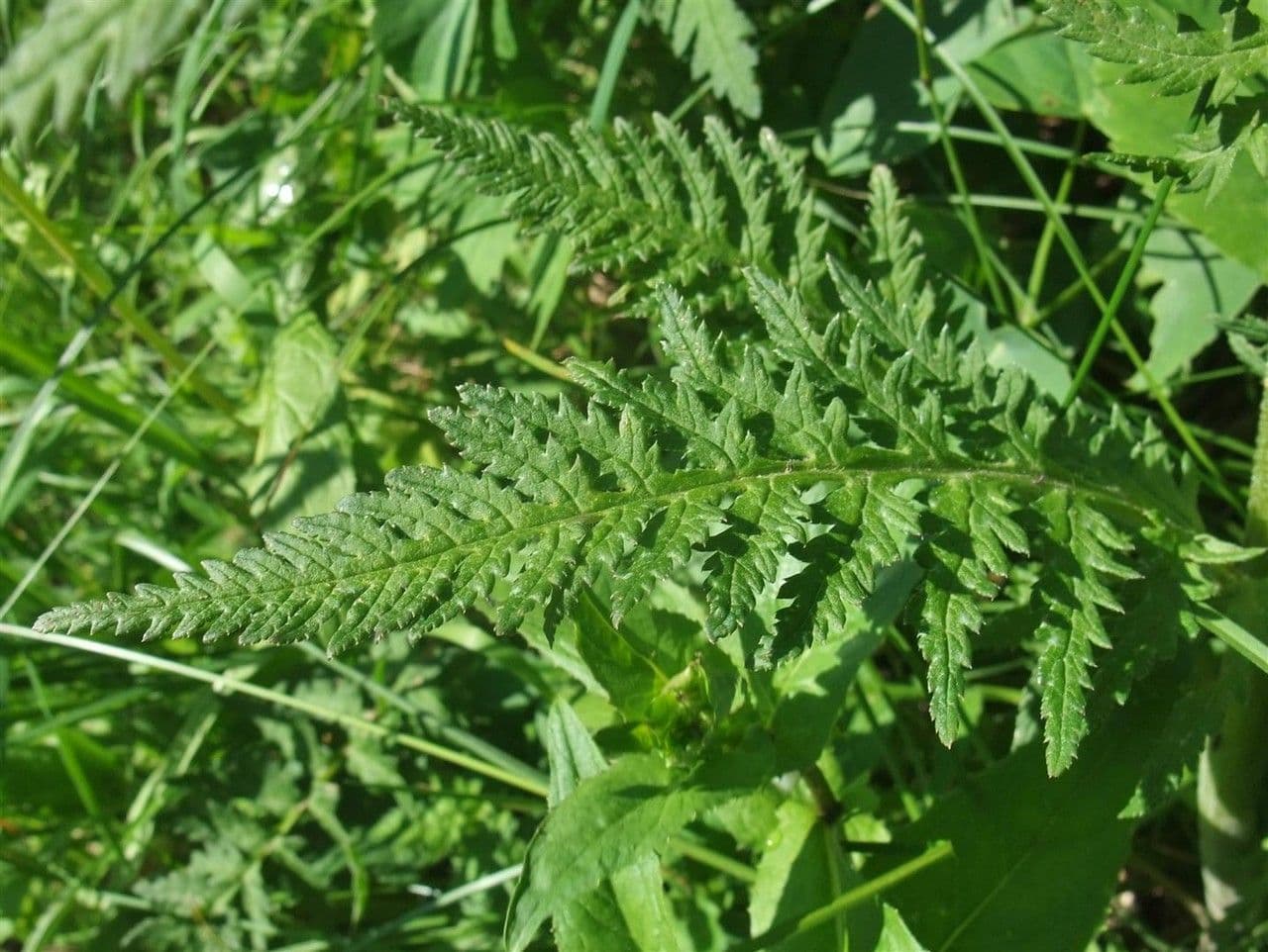 Pedicularis frondosa 16