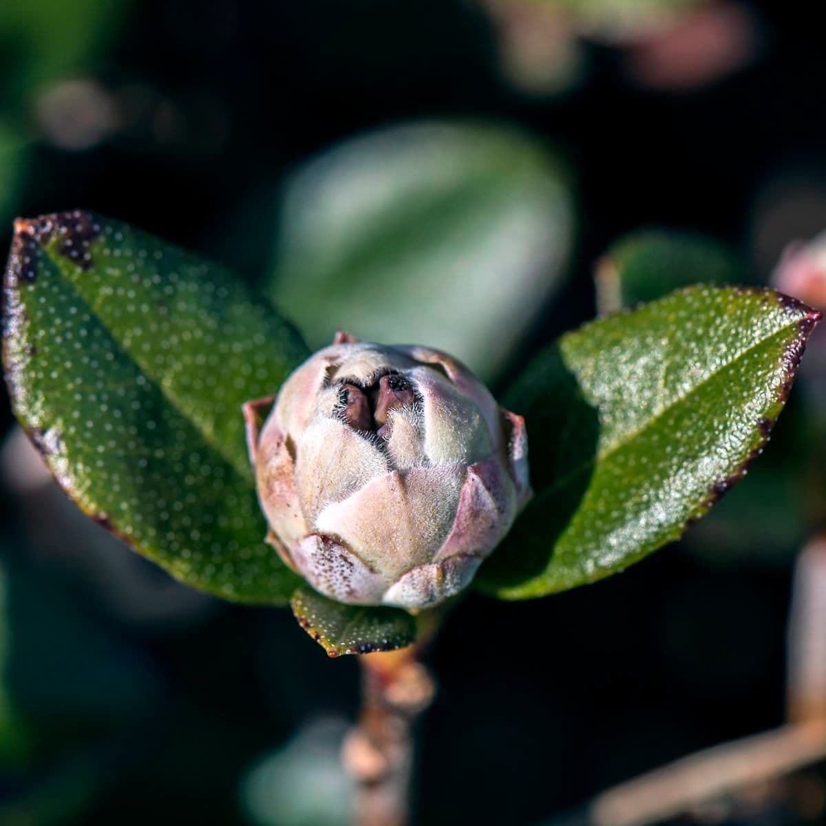 Rododendro 10