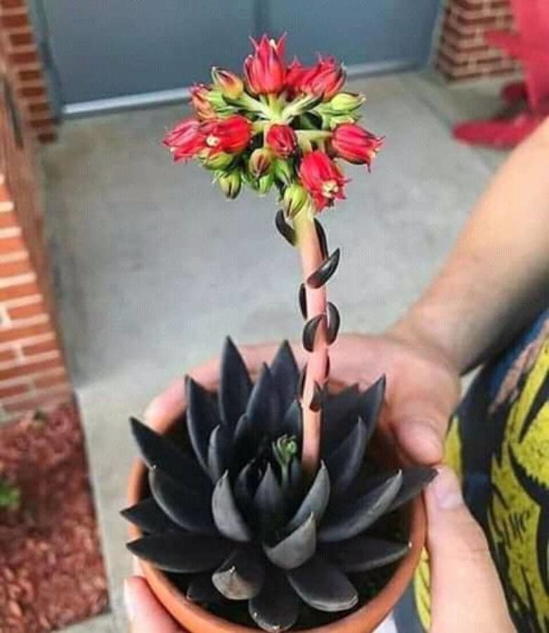 Echeveria 3