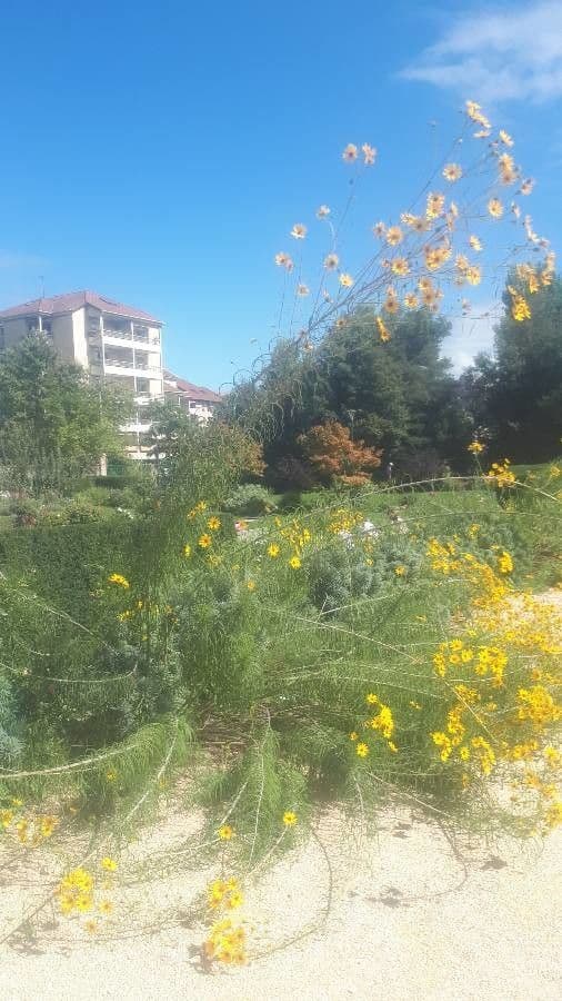 Slunečnice Maxmilianova 8