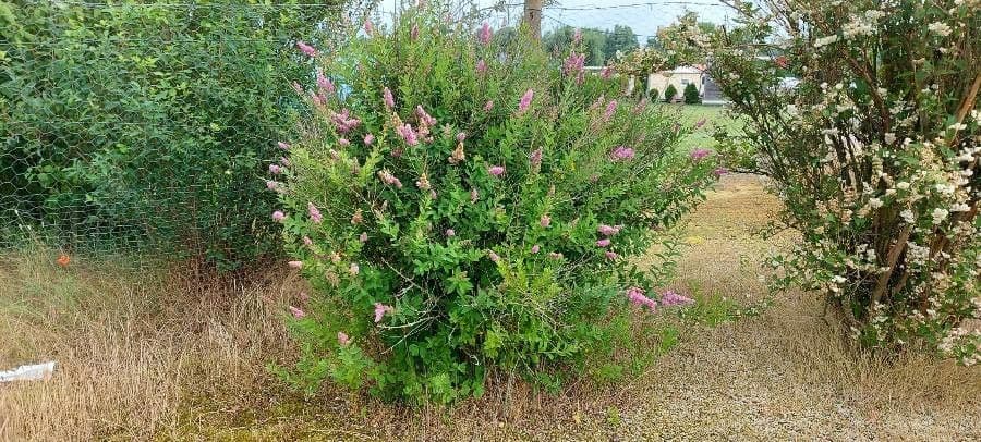 Spiraea di Douglas 14