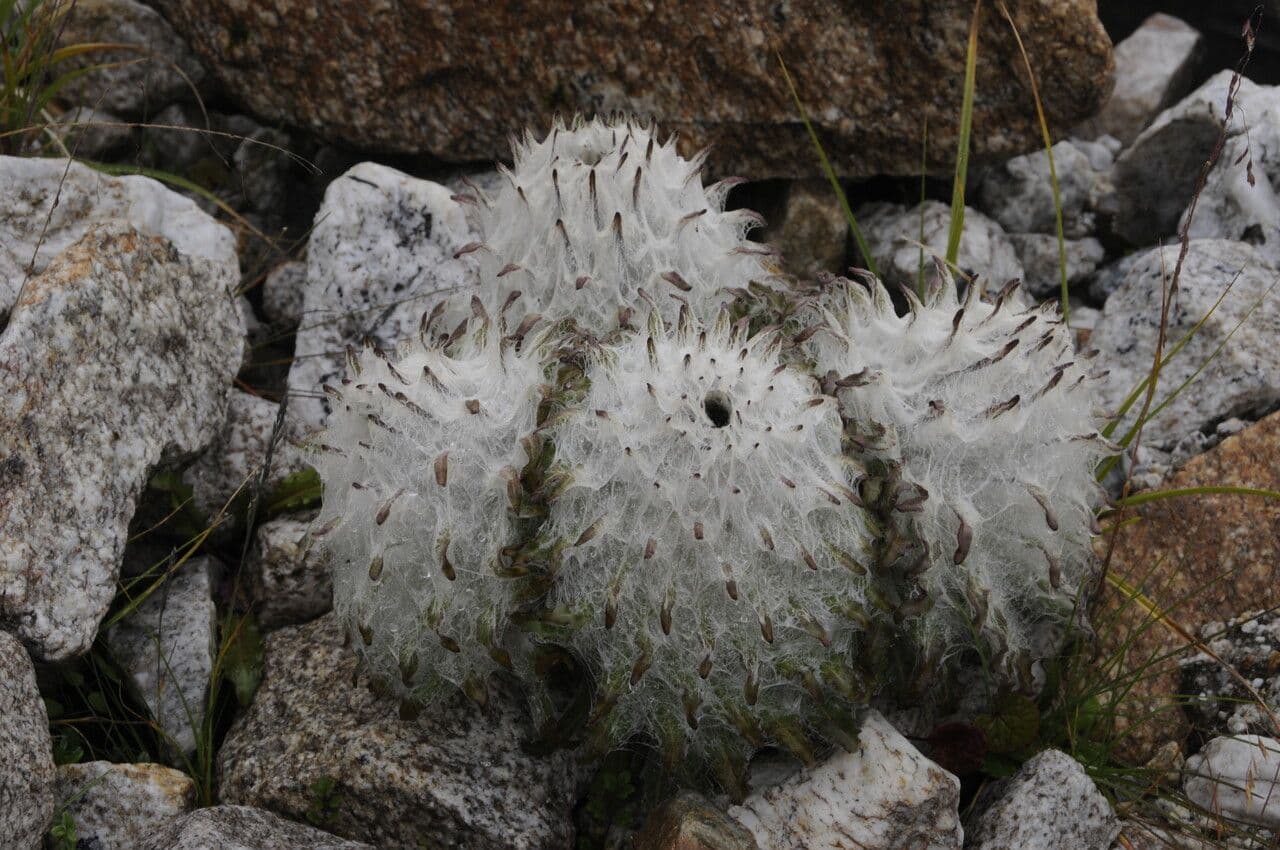 Saussurea 9