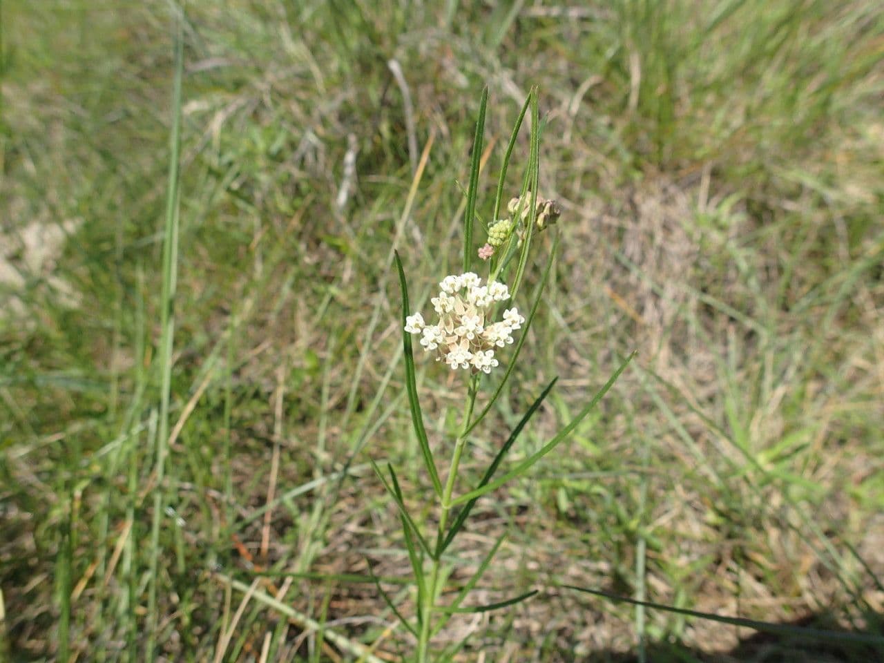 Asclepias lineare 10