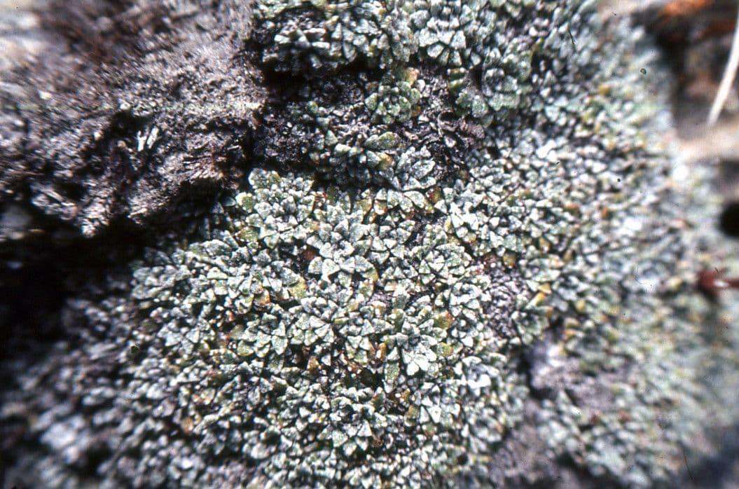 Felsenmutterkraut valdensis 11
