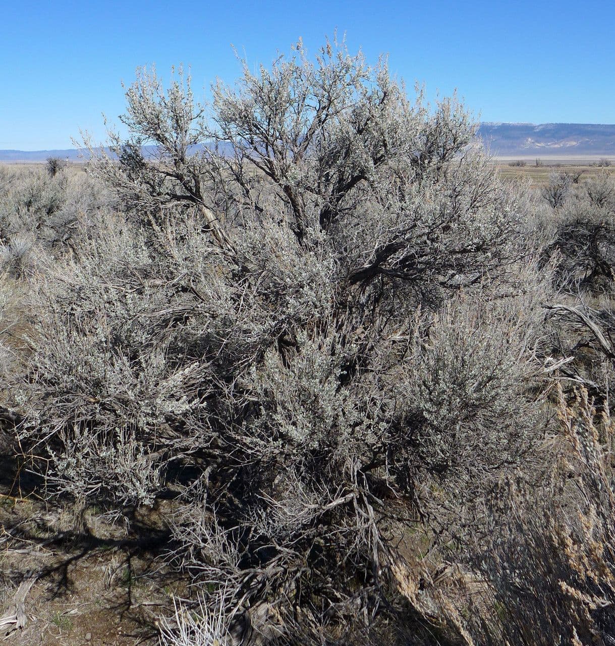 Artemisia tridentata 15