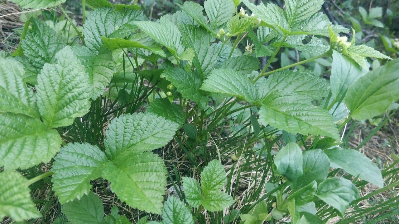 Rovo sassatile 19