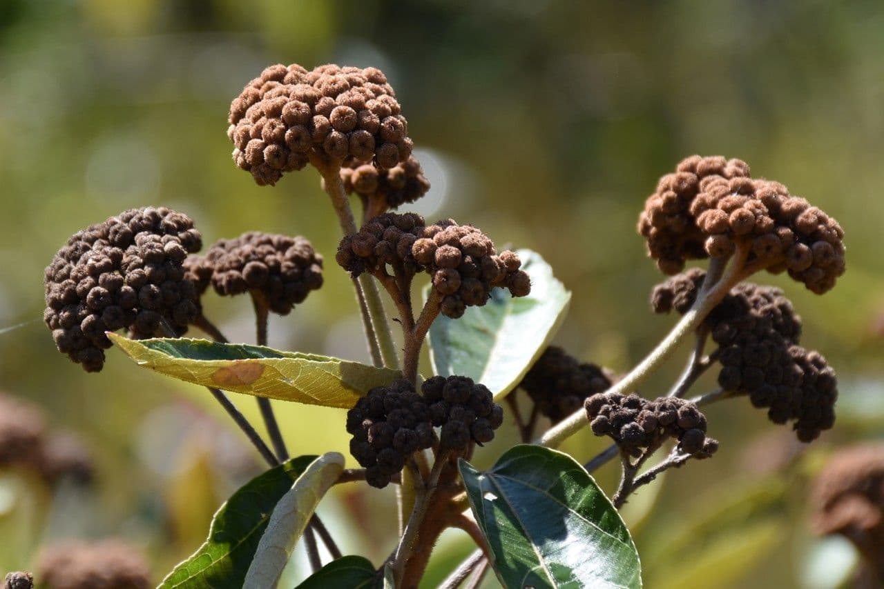 Dombeya