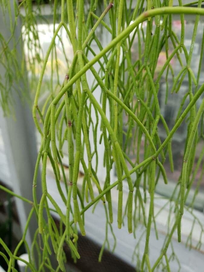 Rhipsalis 2