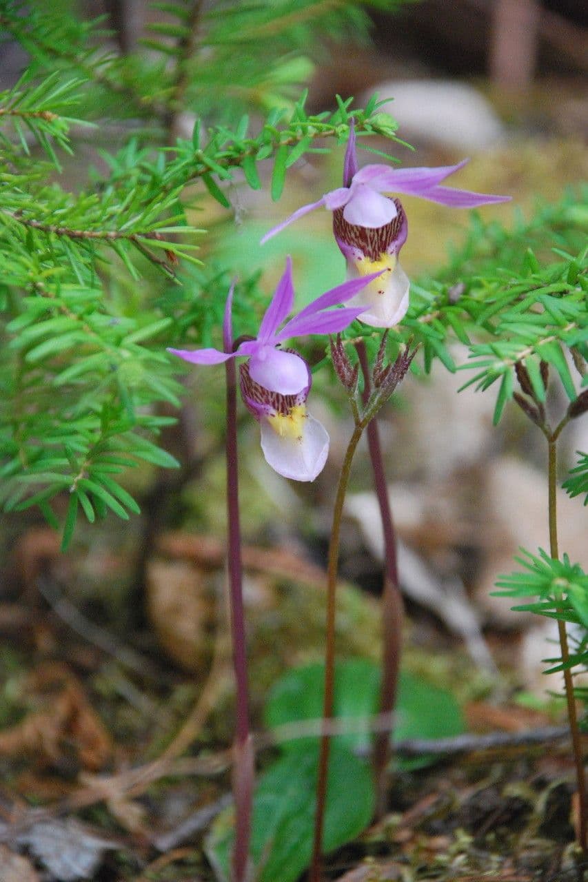 Calypso bulbosa