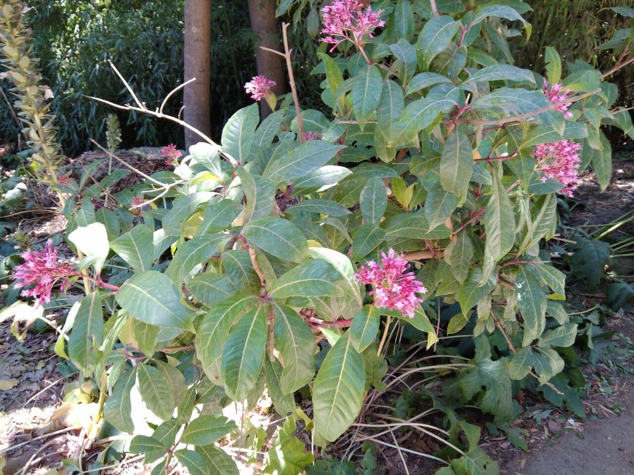 Fuchzia 17