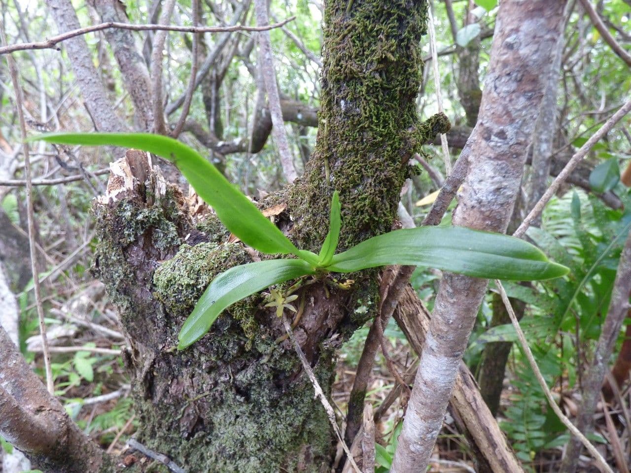 Angraecum