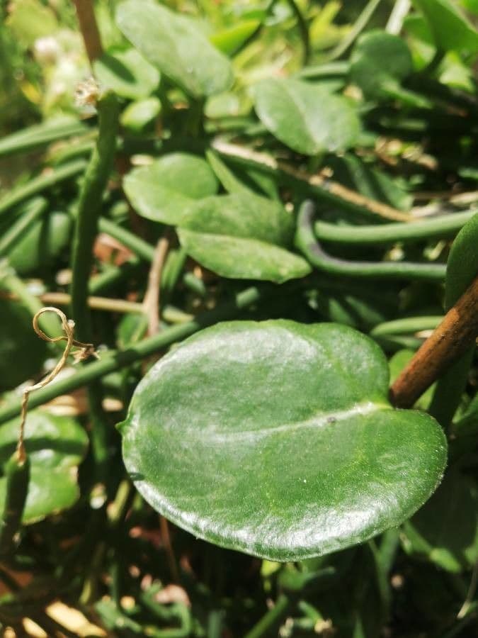 Brunnenblume 9