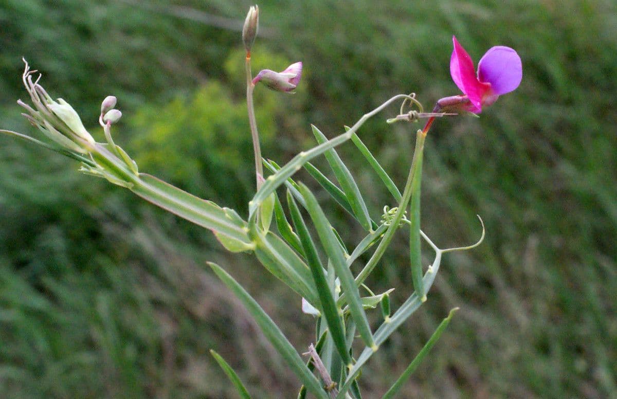 Cicerchia clymenum 28