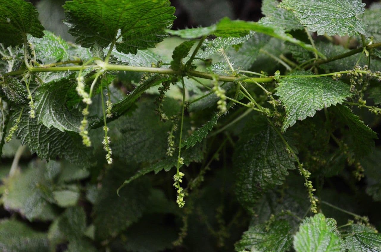 Ortica morifolia 10