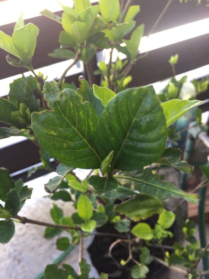 Gardenia 13