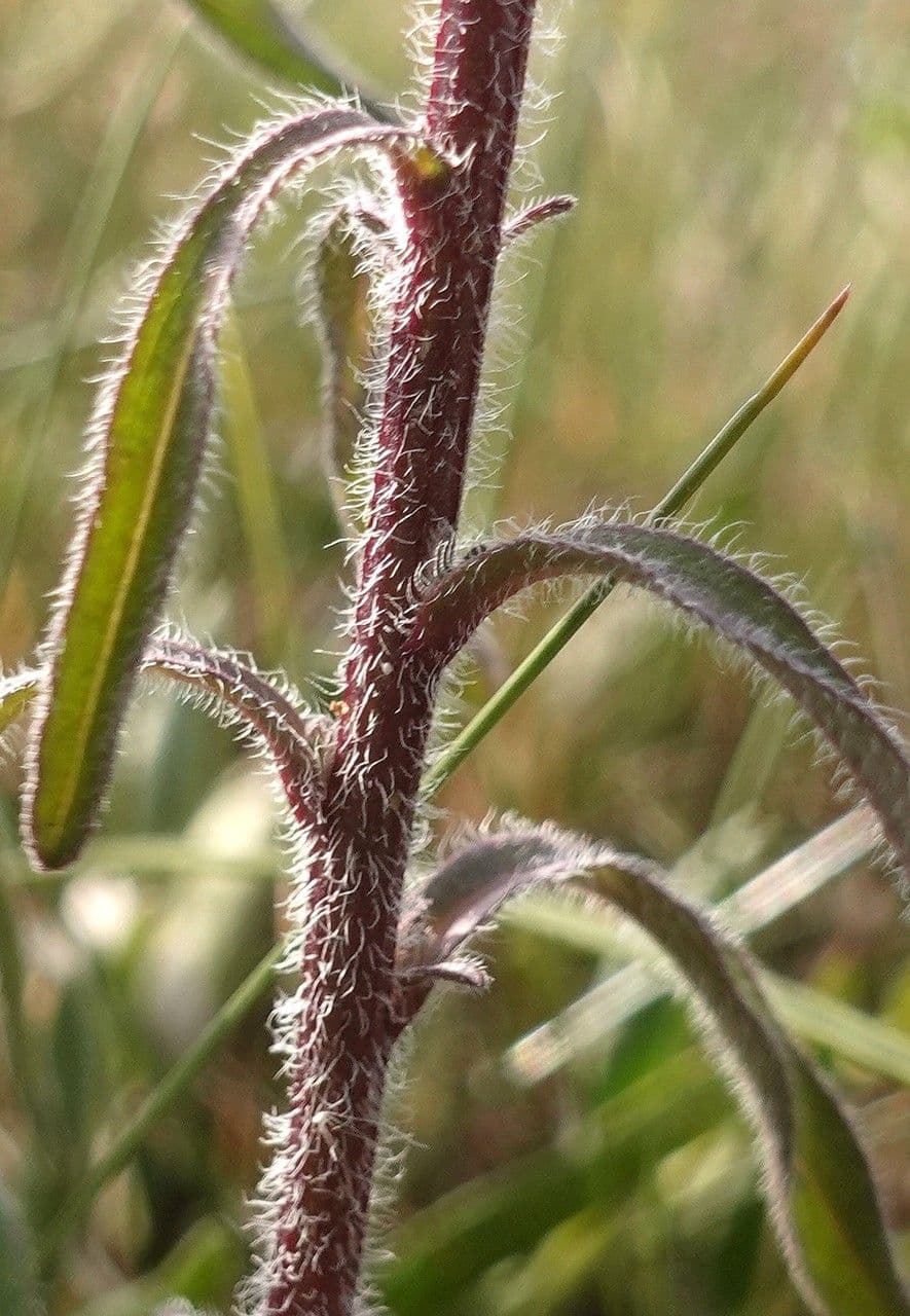Scharfes Berufkraut 22