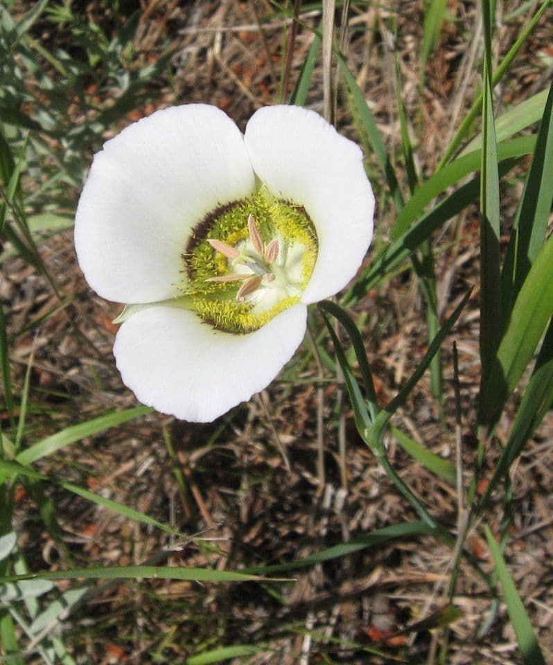 Nuttalls Kugelblume 3