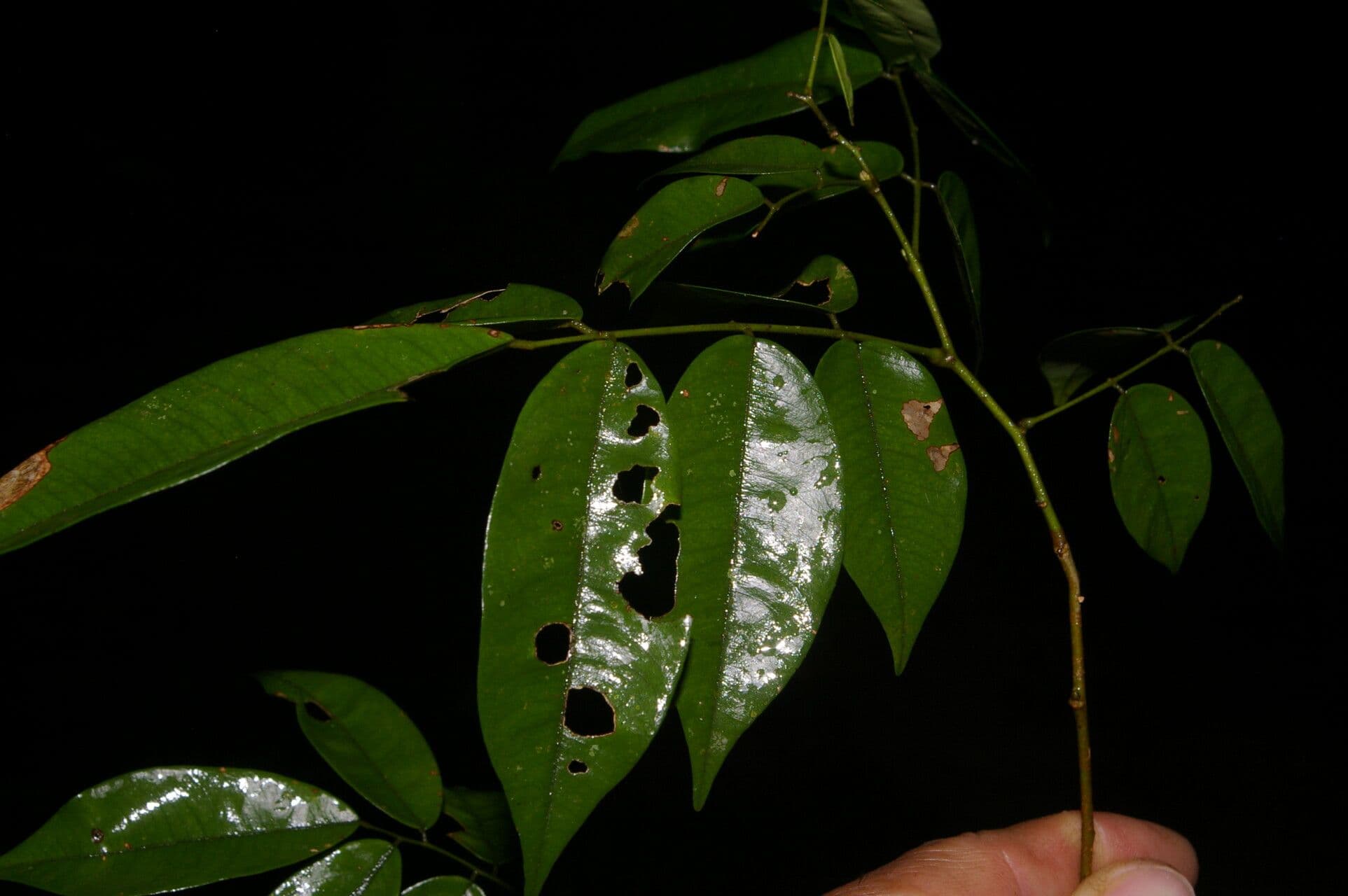 Machaerium leiophyllum 4