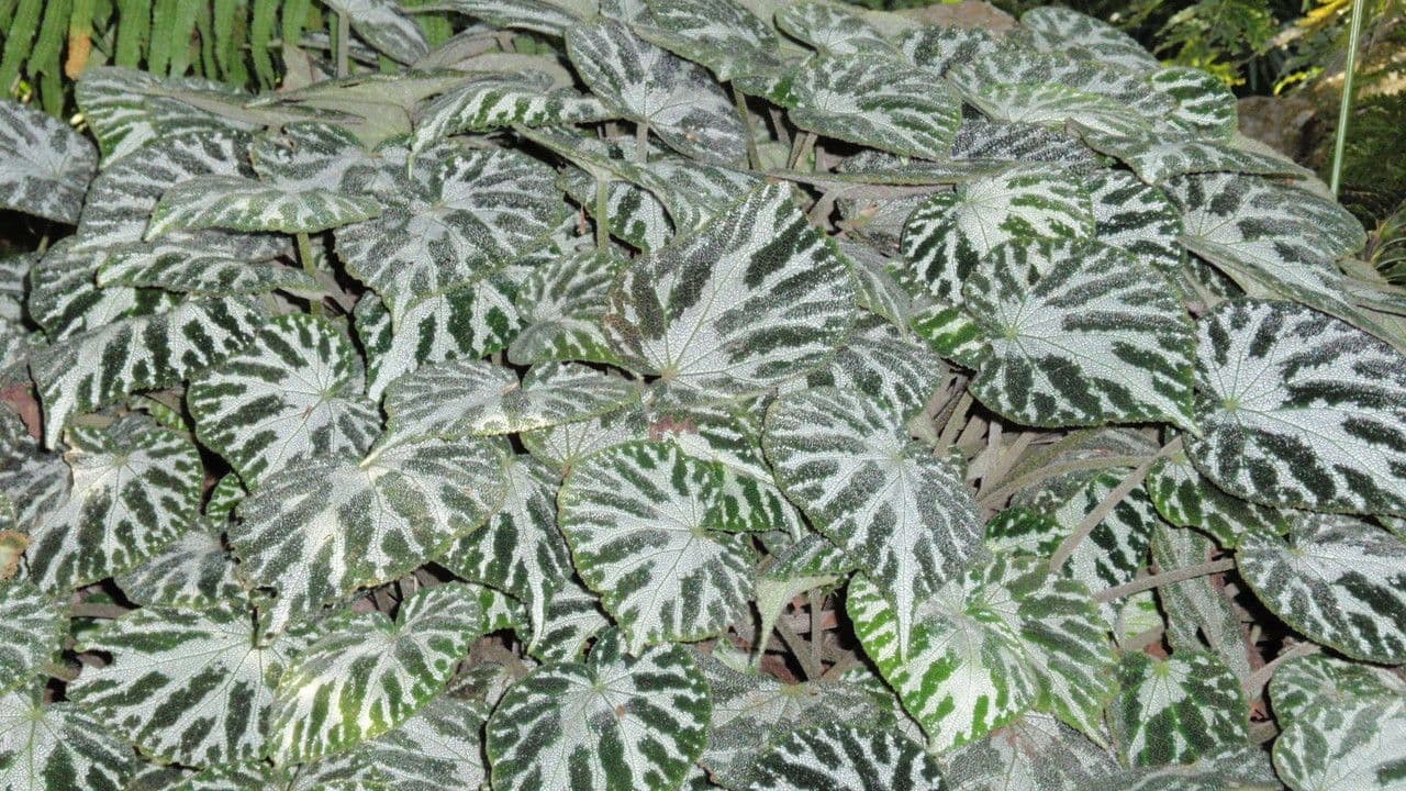 Begonia 3