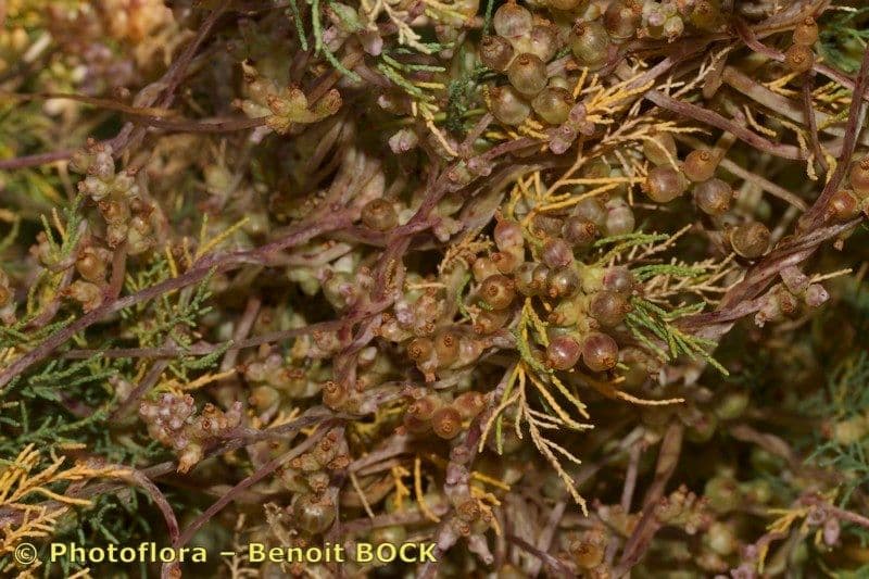 Cuscuta 13