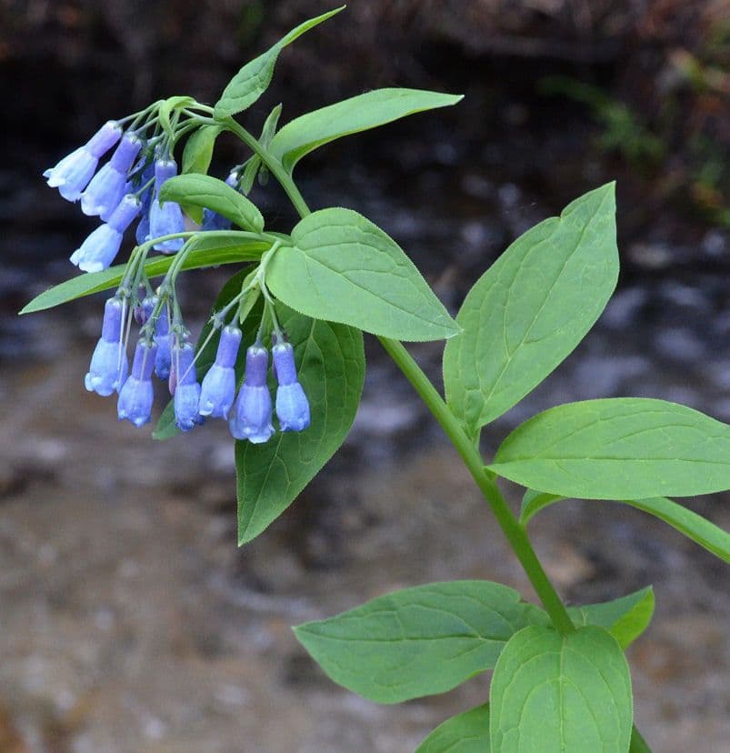 Mertensia ciliata 10