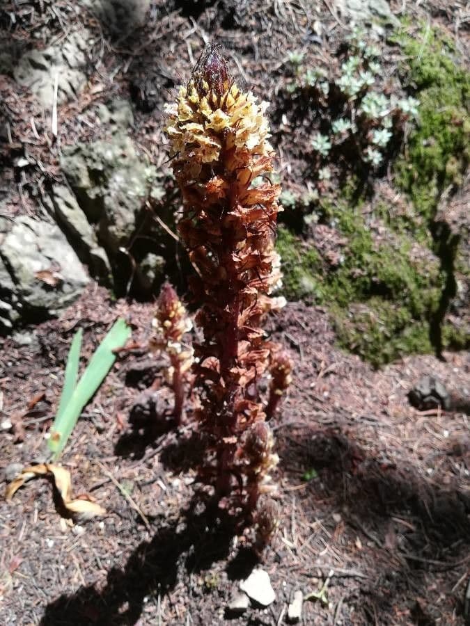Parchliniec alpejski 12