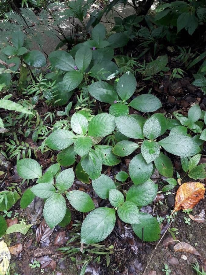 Chrysothemis melittifolia 9