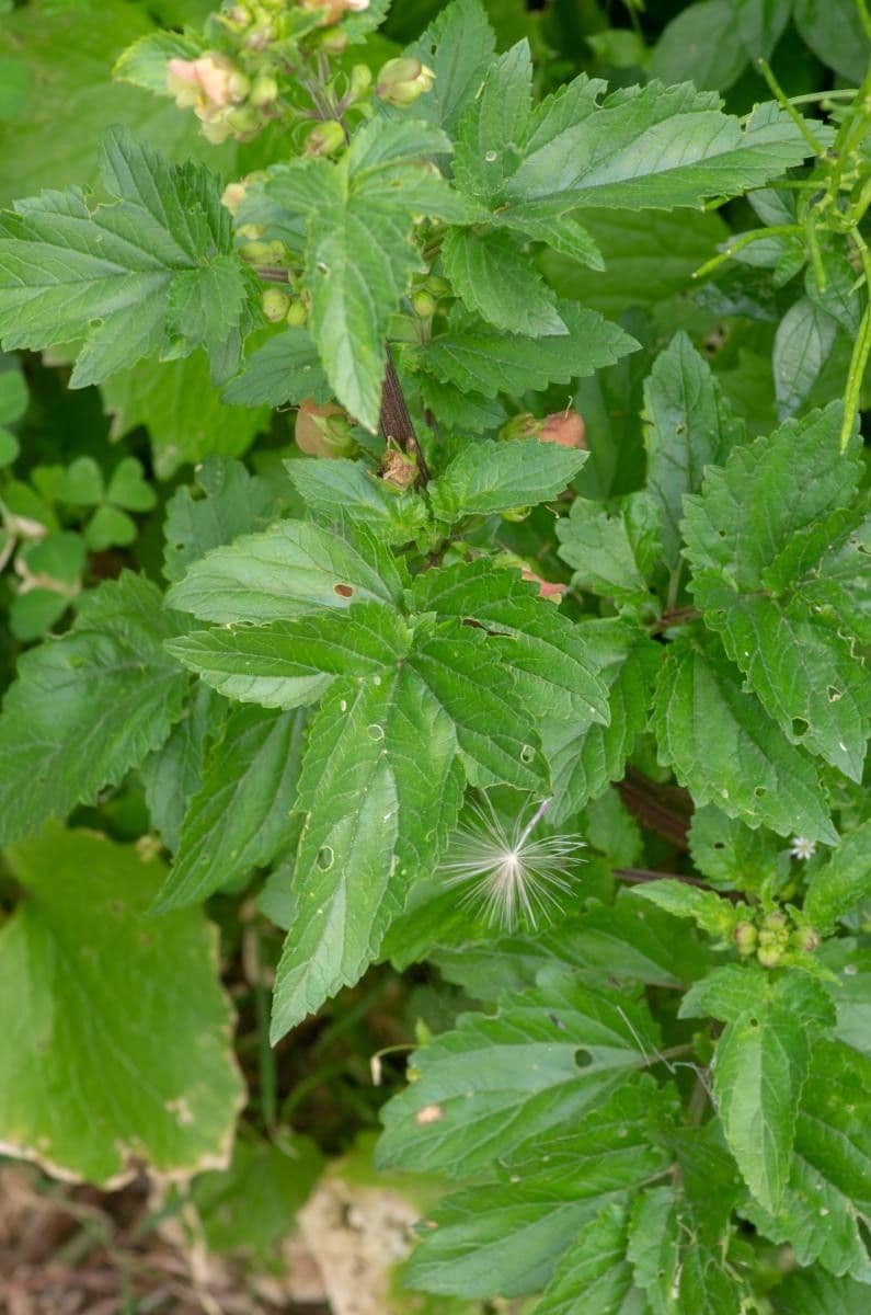 Scrophularia 13