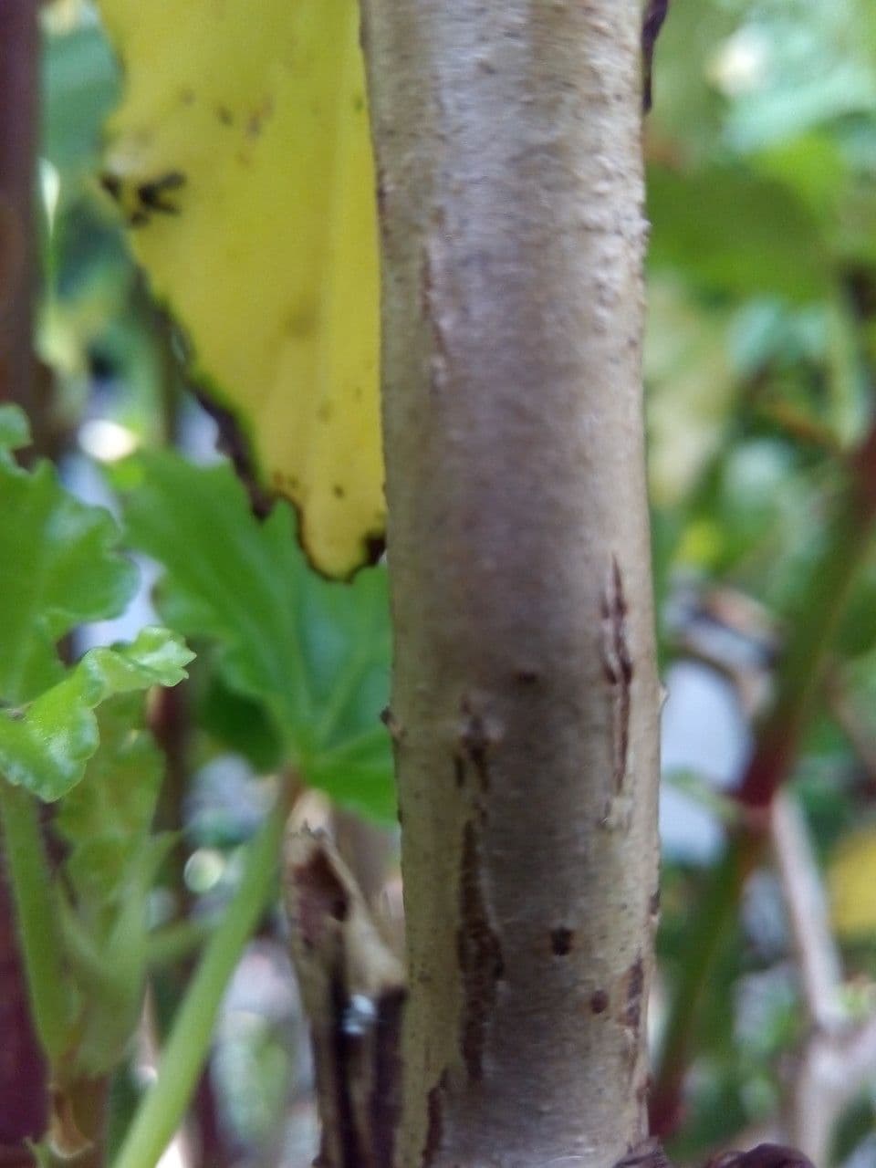 Begonia 21