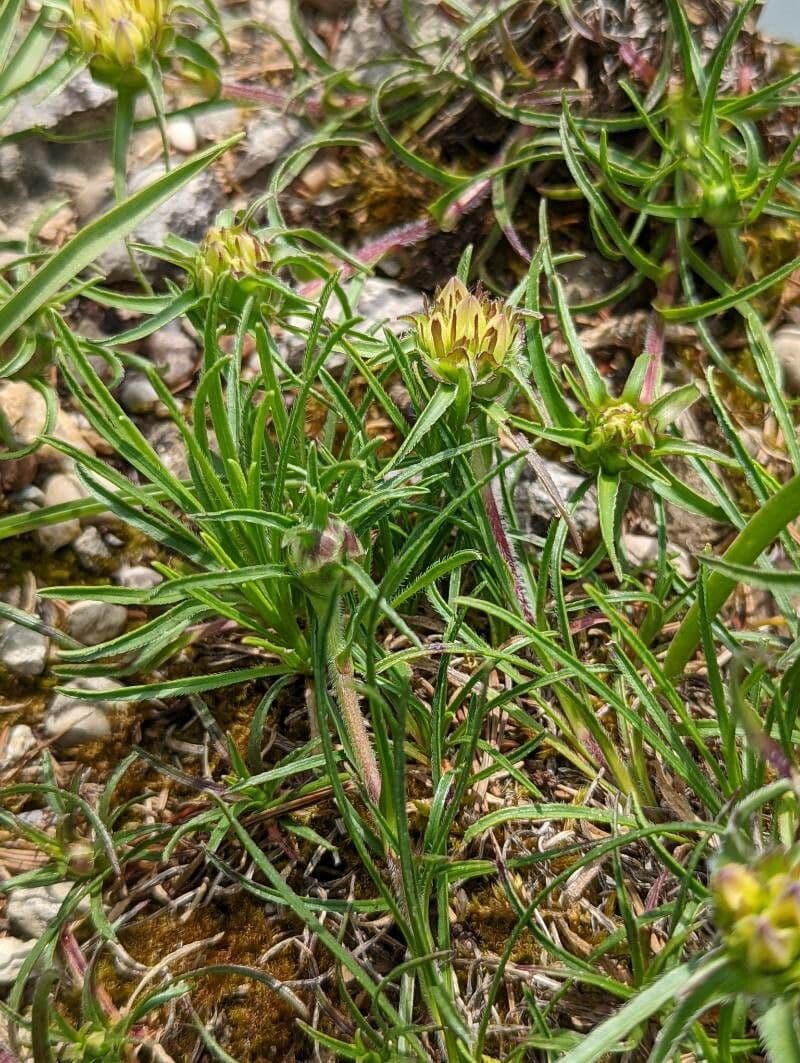Grasblättrige Glockenblume 7