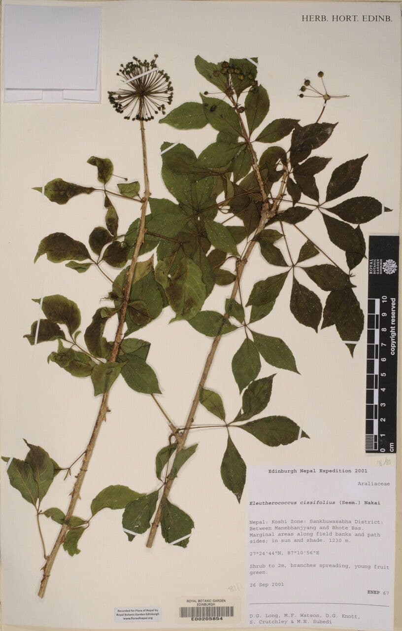 Eleutherococcus 7