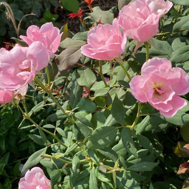 Rosa californiana 9