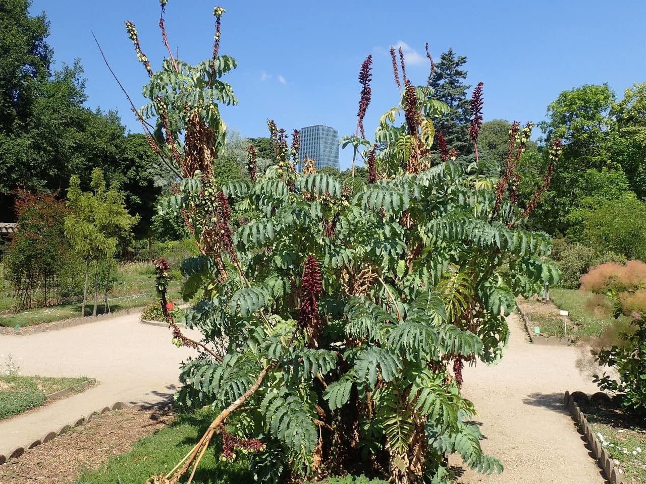 Melianthus maggiore 15