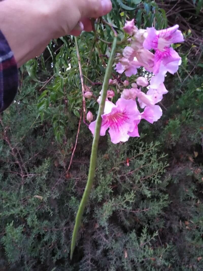 Podranea 5