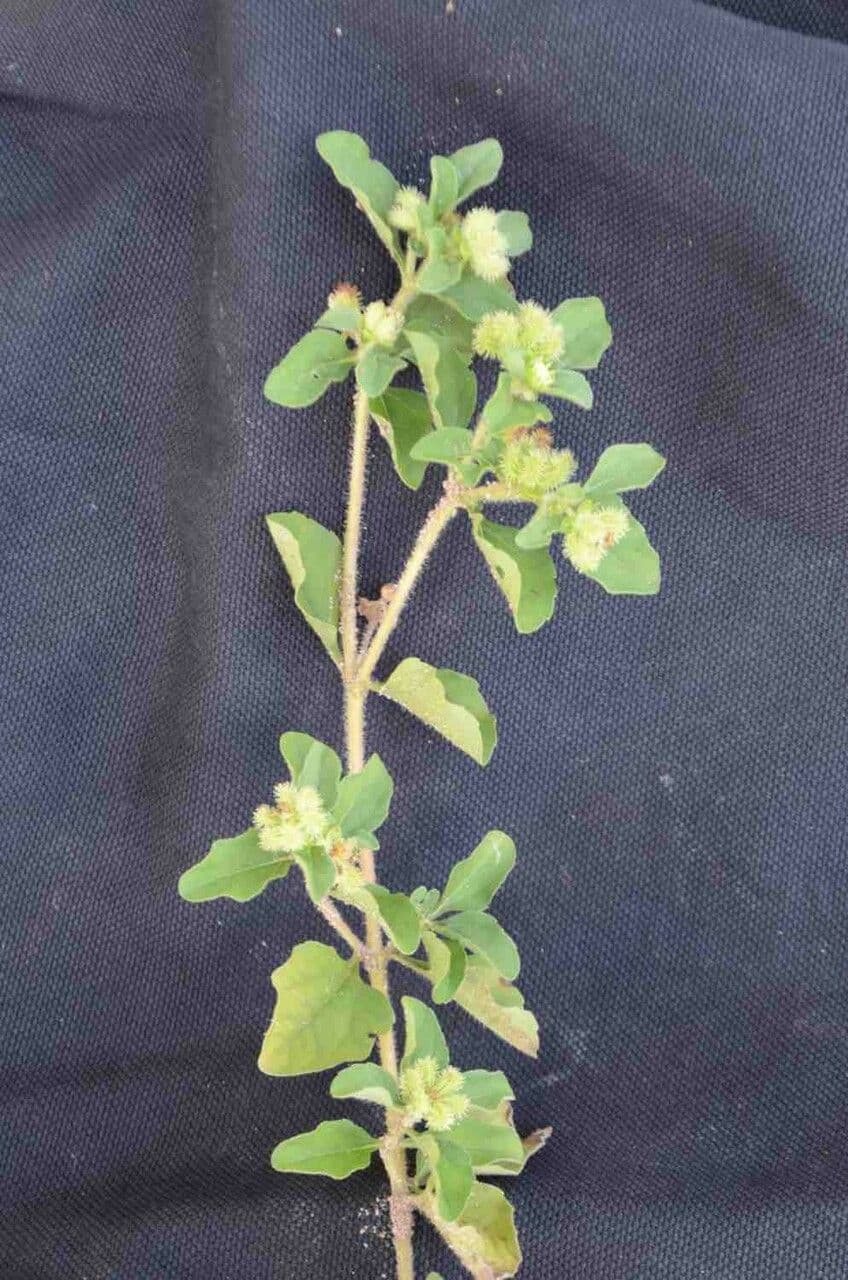 Acanthospermum australe 4