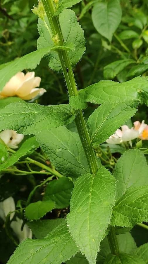 Campanula lactiflora 11