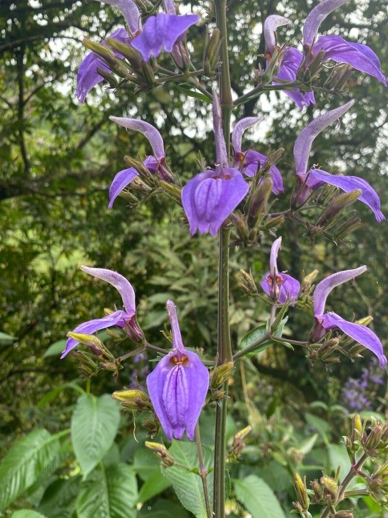 Brillantaisia