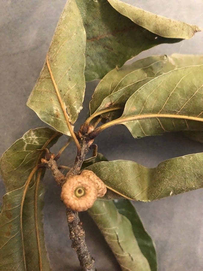 Roble teja 3