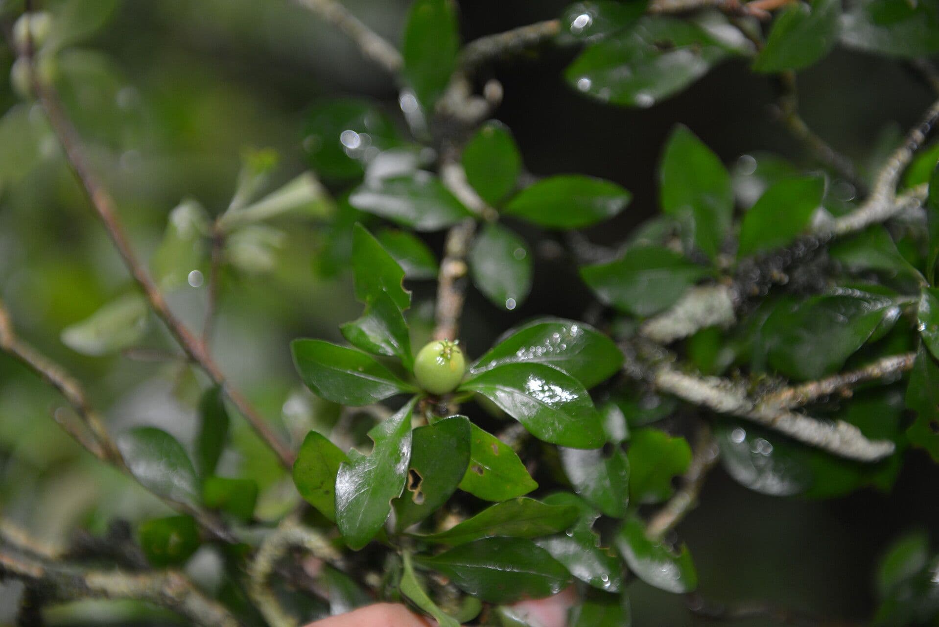 Randia Aculeata