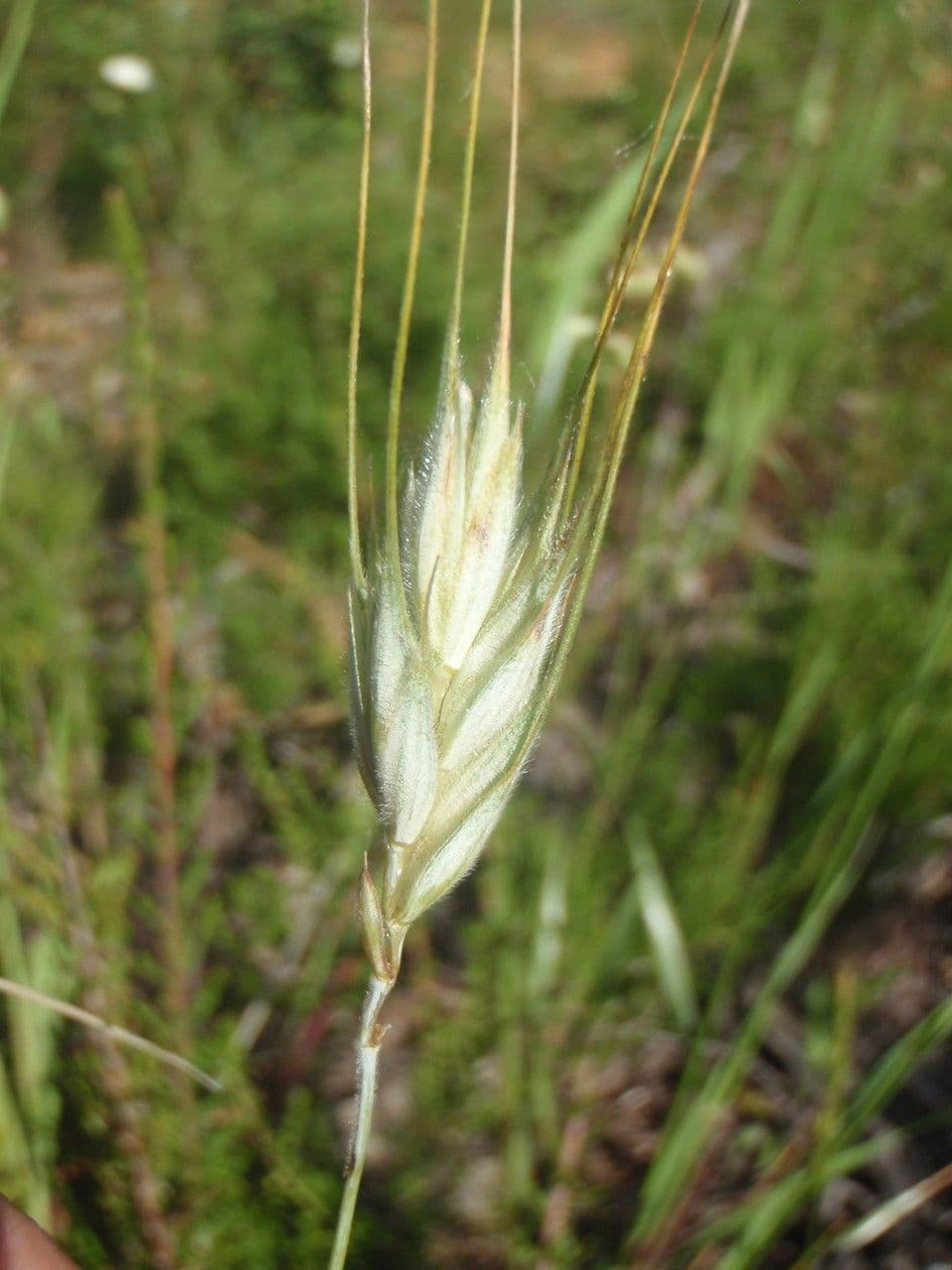 Grano monococco 10
