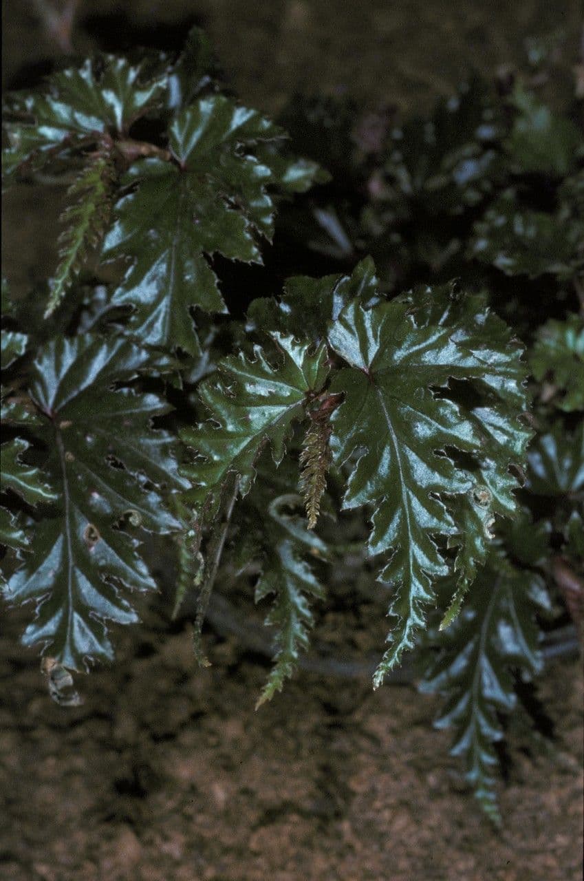 Guaduas Begonie
