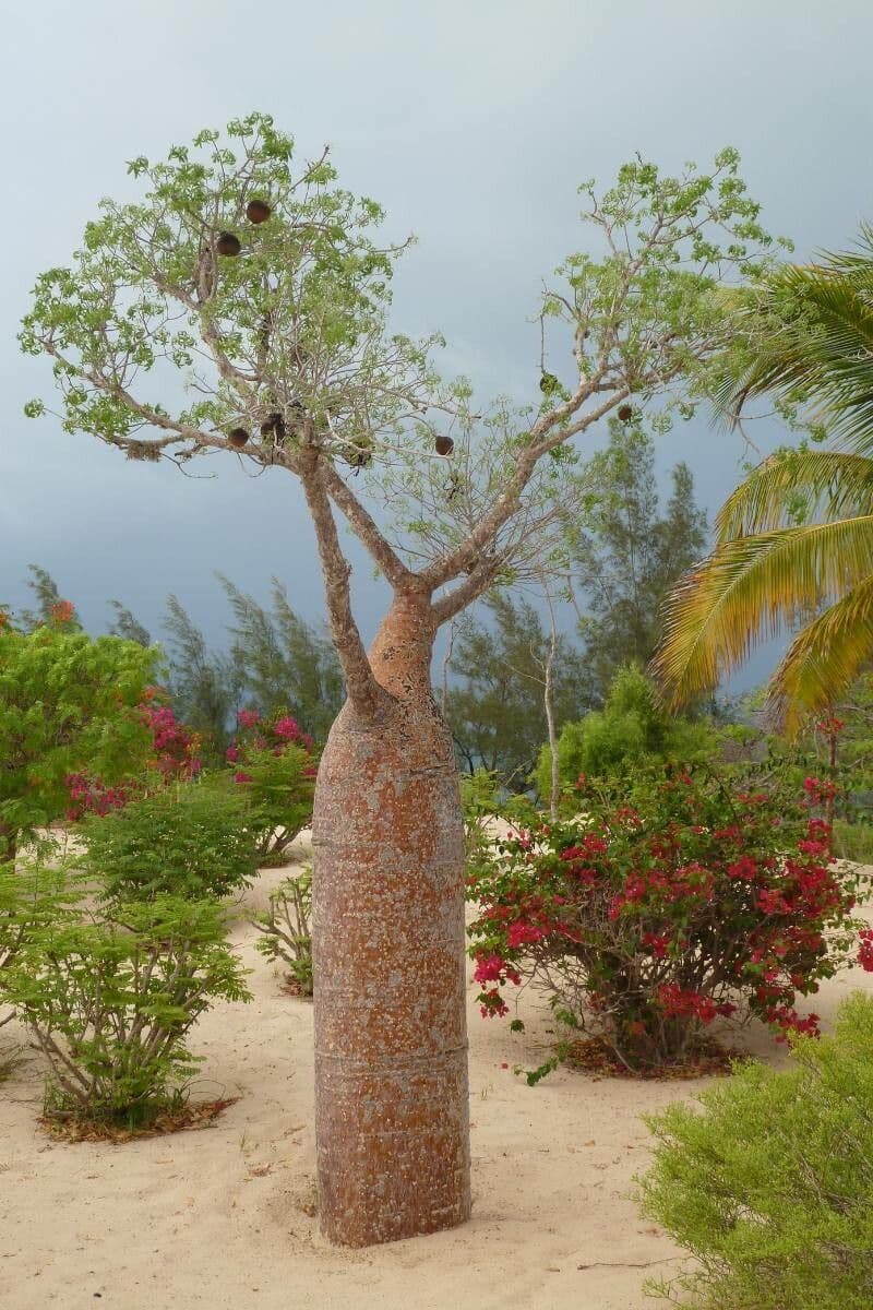 Baobab