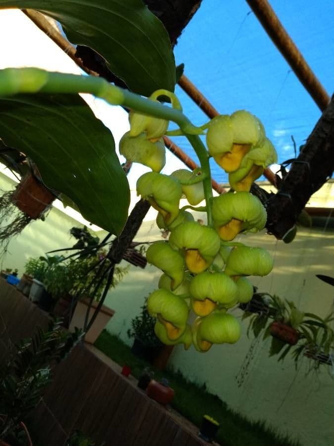 Catasetum 2