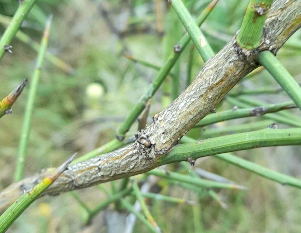 Prosopidastrum 5