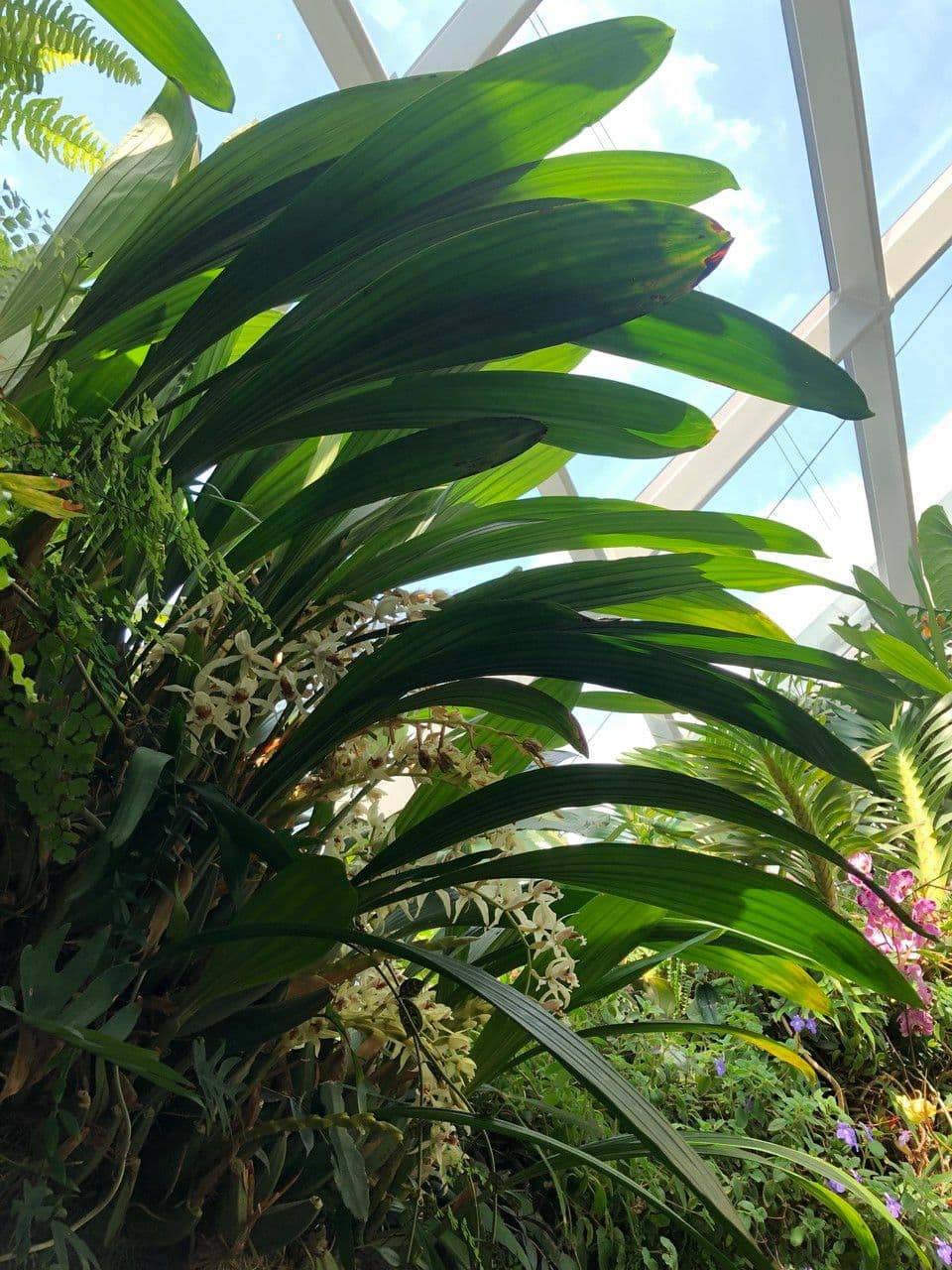 Coelogyne 8